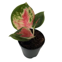Red King Chinese Evergreen Plant - Aglaonema - 2" Pot - Collector's Series