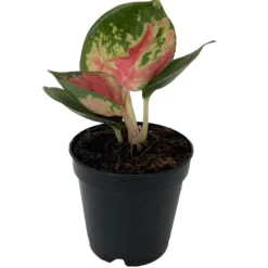 Best Seller -Outlet Buds Grow Store redkingcropped 50298.1696365435