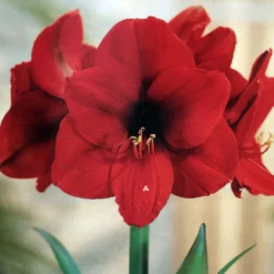 Amaryllis Kit: Red Lion - Gift Box - Large Bulb, Pot And Soil - Netherland -Outlet Buds Grow Store redlionamarkithr1 33468.1666946026