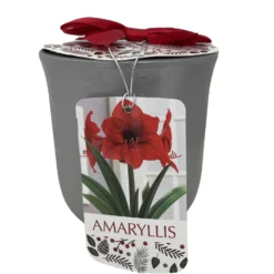 Red Lion Silver Ceramic Amaryllis Kit - Bulb/Ceramic Vase/Planting Medium