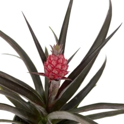 Red Pineapple Plant - Ananas Bracteatus - Great Indoors/Out - 5" Pot
