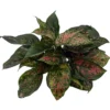 Red Valentine Chinese Evergreen Plant - Aglaonema - Grows In Dim Light - 5" Pot