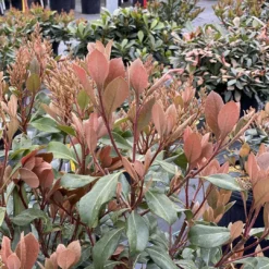 La Vida Grande™ Indian Hawthorn -Rhaphiolepis Indica - Proven Winners - 4" Pot 5 La Vida Grande™ Indian Hawthorn -Rhaphiolepis Indica - Proven Winners - 4" Pot -Outlet Buds Grow Store rhaphiolepis la vida grande 1 1080 1080 60 89119.1675804510