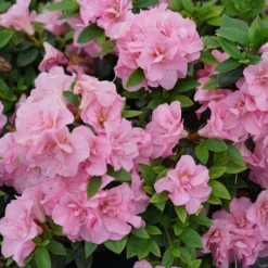 Perfecto Mundo™ Double Pink Azalea Rhododendron - 4" Pot - Proven Winners -Outlet Buds Grow Store rhododendron perfecto mundo double pink 1 1080 1080 60 57566.1615344699
