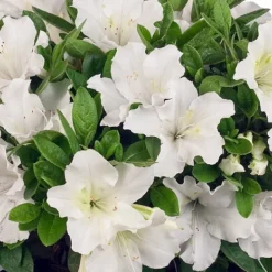 White Bloom-A-Thon® Everblooming Azalea - Everblooming -Proven Winners- 4" Pot 7 White Bloom-A-Thon® Everblooming Azalea - Everblooming -Proven Winners- 4" Pot -Outlet Buds Grow Store rhododendronbloomathonwhite1 35815.1615344535