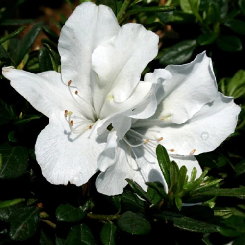 White Bloom-A-Thon® Everblooming Azalea - Everblooming -Proven Winners- 4" Pot 2 White Bloom-A-Thon® Everblooming Azalea - Everblooming -Proven Winners- 4" Pot - Image 2