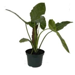 Outlet Buds Grow Store -Outlet Buds Grow Store ringoffire 46535.1656099247 scaled