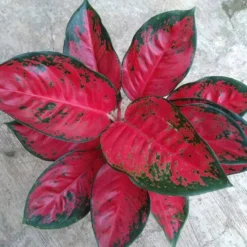 Red King Chinese Evergreen Plant - Aglaonema - 2" Pot - Collector's Series -Outlet Buds Grow Store rkingmature 26498.1696365435