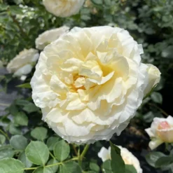 Reminiscent™ Crema Rose - Proven Winners - 4" Pot