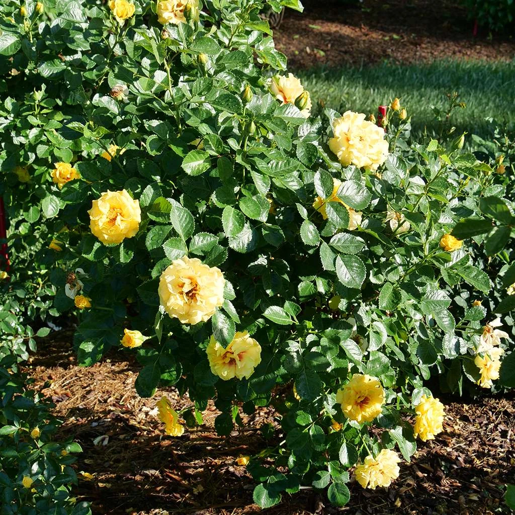 Rise Up™ Ringo® Climbing Rose - Proven Winners - 4" Pot 2 Rise Up™ Ringo® Climbing Rose - Proven Winners - 4" Pot - Image 2