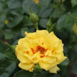 Rise Up™ Ringo® Climbing Rose - Proven Winners - 4" Pot 8 Rise Up™ Ringo® Climbing Rose - Proven Winners - 4" Pot -Outlet Buds Grow Store rosa rise up ringo 2 1080 1080 60 05883.1654621680