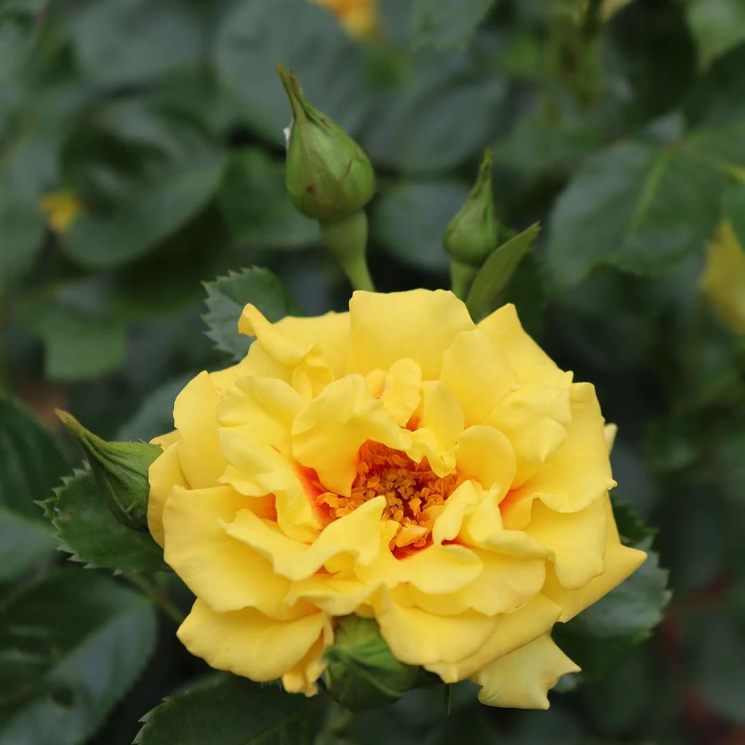 Rise Up™ Ringo® Climbing Rose - Proven Winners - 4" Pot 4 Rise Up™ Ringo® Climbing Rose - Proven Winners - 4" Pot - Image 4