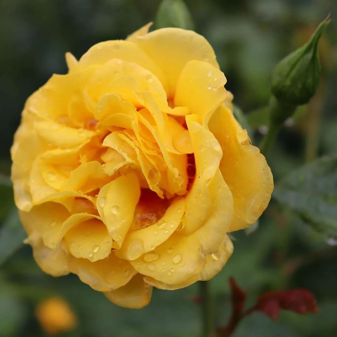 Rise Up™ Ringo® Climbing Rose - Proven Winners - 4" Pot 1 Rise Up™ Ringo® Climbing Rose - Proven Winners - 4" Pot