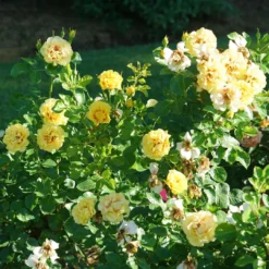 Rise Up™ Ringo® Climbing Rose - Proven Winners - 4" Pot 7 Rise Up™ Ringo® Climbing Rose - Proven Winners - 4" Pot -Outlet Buds Grow Store rosa rise up ringo 5 1080 1080 60 12564.1654621680