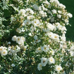 OSO EASY ICE BAY™ Landscape Rose - Proven Winners - 4" Pot 7 OSO EASY ICE BAY™ Landscape Rose - Proven Winners - 4" Pot -Outlet Buds Grow Store rosa oso easy ice bay dsc07558 800x800 fb8865a 87897.1683686089