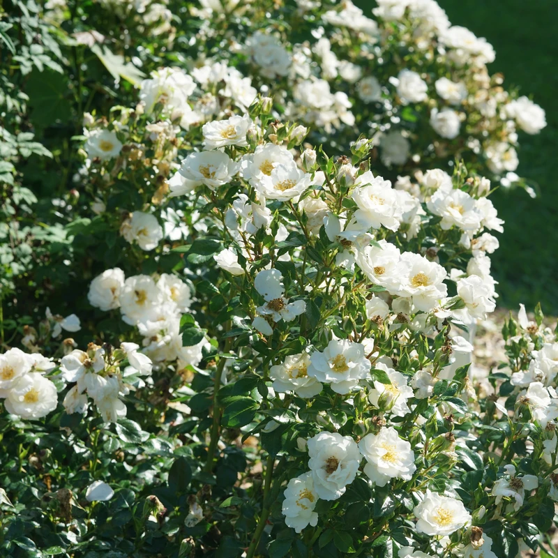 OSO EASY ICE BAY™ Landscape Rose - Proven Winners - 4" Pot 4 OSO EASY ICE BAY™ Landscape Rose - Proven Winners - 4" Pot - Image 4