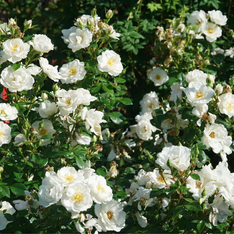 OSO EASY ICE BAY™ Landscape Rose - Proven Winners - 4" Pot 2 OSO EASY ICE BAY™ Landscape Rose - Proven Winners - 4" Pot - Image 2