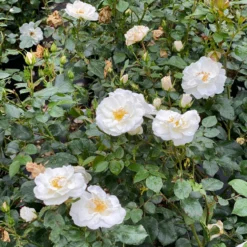 OSO EASY ICE BAY™ Landscape Rose - Proven Winners - 4" Pot 6 OSO EASY ICE BAY™ Landscape Rose - Proven Winners - 4" Pot -Outlet Buds Grow Store rosa oso easy ice bay img 1357 800x800 ad198c2 11009.1683686088