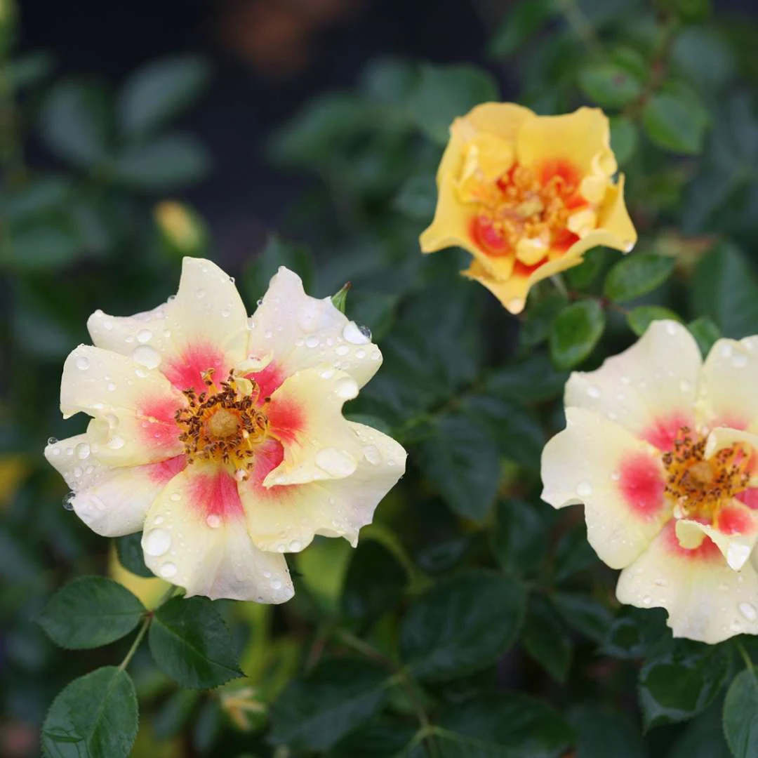 Ringo™ Landscape Rose - Proven Winners - 4" Pot 2 Ringo™ Landscape Rose - Proven Winners - 4" Pot - Image 2