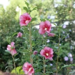 Red Pillar™ Rose Of Sharon - Hibiscus Syriacus - Proven Winners - 4" Pot -Outlet Buds Grow Store rose of sharon red pillar 2 49099.1675818937