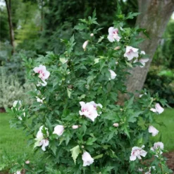 Starblast Chiffon™ Rose Of Sharon - Hibiscus Syriacus - Proven Winners - 4" Pot 6 Starblast Chiffon™ Rose Of Sharon - Hibiscus Syriacus - Proven Winners - 4" Pot -Outlet Buds Grow Store rose of sharon starblast chiffon 2 20274.1675818938