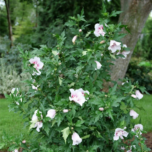 Starblast Chiffon™ Rose Of Sharon - Hibiscus Syriacus - Proven Winners - 4" Pot 3 Starblast Chiffon™ Rose Of Sharon - Hibiscus Syriacus - Proven Winners - 4" Pot - Image 3