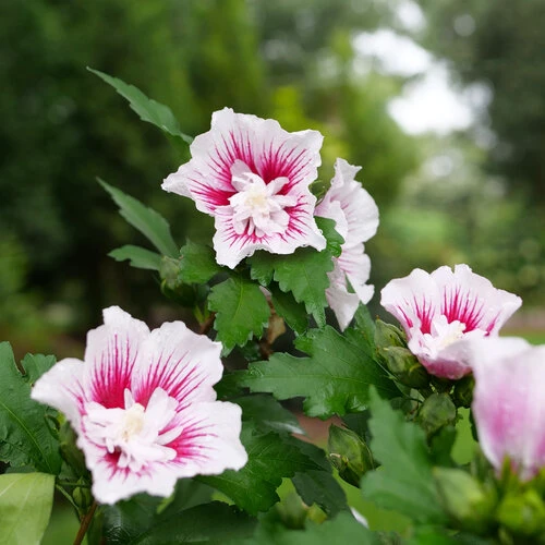 Starblast Chiffon™ Rose Of Sharon - Hibiscus Syriacus - Proven Winners - 4" Pot 1 Starblast Chiffon™ Rose Of Sharon - Hibiscus Syriacus - Proven Winners - 4" Pot