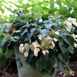 Rose Sensation False Hydrangea - 4" Pot - Schizophragma - Proven Winners -Outlet Buds Grow Store rose sensation schizophragma 7739 95060.1615344616