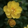 OSO EASY® Lemon Zest Rose - Rebloomer- Proven Winners- 4" Pot