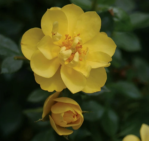 OSO EASY® Lemon Zest Rose - Rebloomer- Proven Winners- 4" Pot 1 OSO EASY® Lemon Zest Rose - Rebloomer- Proven Winners- 4" Pot