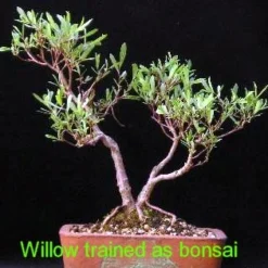 Hakuro Nishiki Japanese Dappled Willow - Bonsai/Outdoors - 4" Pot 5 Hakuro Nishiki Japanese Dappled Willow - Bonsai/Outdoors - 4" Pot -Outlet Buds Grow Store salix1 12356.1615344481