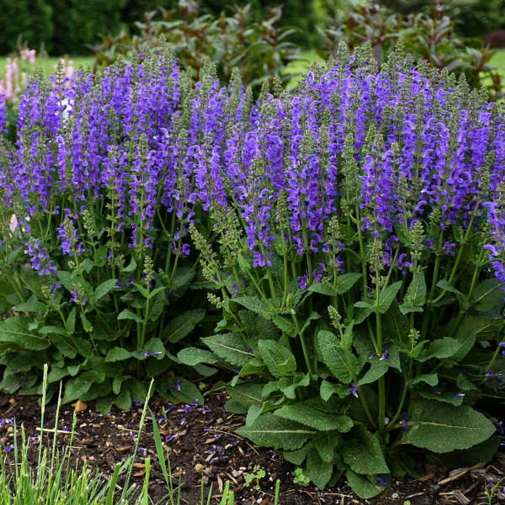 Midnight Model - Salvia Fashionista® - Meadow Sage - Quart Pot 1 Midnight Model - Salvia Fashionista® - Meadow Sage - Quart Pot