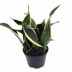 Compact Black Gold Snake Plant -Sanseveria- Impossible To Kill! - 6" Pot
