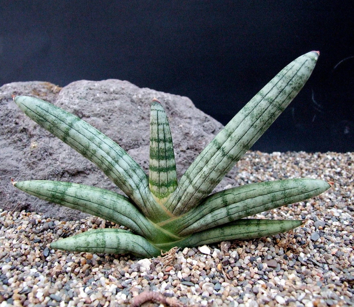 Rare Boncel Starfish Snake Plant -Sanseveria- Almost Impossible To Kill - 6" Pot 2 Rare Boncel Starfish Snake Plant -Sanseveria- Almost Impossible To Kill - 6" Pot - Image 2