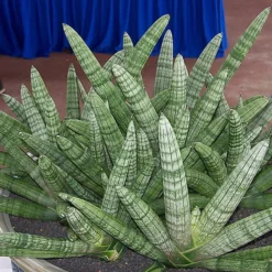 Rare Boncel Starfish Snake Plant -Sanseveria- Almost Impossible To Kill - 6" Pot 5 Rare Boncel Starfish Snake Plant -Sanseveria- Almost Impossible To Kill - 6" Pot -Outlet Buds Grow Store sansevieriaboncel2 77833.1614301371