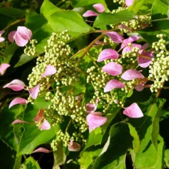 Rose Sensation False Hydrangea - 4" Pot - Schizophragma - Proven Winners