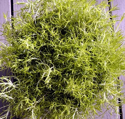 Scottish Moss - Sagina Subulata Aurea - Very Hardy - Quart Pot 2 Scottish Moss - Sagina Subulata Aurea - Very Hardy - Quart Pot - Image 2