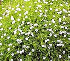 Scottish Moss - Sagina Subulata Aurea - Very Hardy - Quart Pot 3 Scottish Moss - Sagina Subulata Aurea - Very Hardy - Quart Pot - Image 3