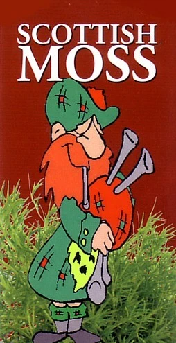 Scottish Moss - Sagina Subulata Aurea - Very Hardy - Quart Pot 4 Scottish Moss - Sagina Subulata Aurea - Very Hardy - Quart Pot - Image 4