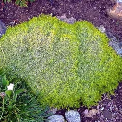 Scottish Moss - Sagina Subulata Aurea - Very Hardy - Quart Pot