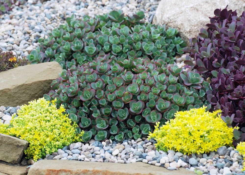 SunSparkler® Lime Zinger Sedum - Stonecrop - Loves The Sun - Quart Pot 2 SunSparkler® Lime Zinger Sedum - Stonecrop - Loves The Sun - Quart Pot - Image 2