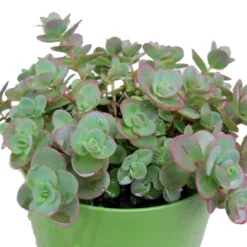 SunSparkler® Lime Zinger Sedum - Stonecrop - Loves The Sun - Quart Pot 6 SunSparkler® Lime Zinger Sedum - Stonecrop - Loves The Sun - Quart Pot -Outlet Buds Grow Store sedumlime20zingerhr3 55813.1615982117