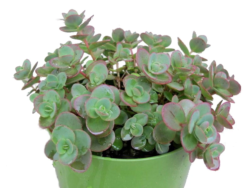 SunSparkler® Lime Zinger Sedum - Stonecrop - Loves The Sun - Quart Pot 3 SunSparkler® Lime Zinger Sedum - Stonecrop - Loves The Sun - Quart Pot - Image 3