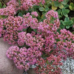 SunSparkler® Lime Zinger Sedum - Stonecrop - Loves The Sun - Quart Pot 7 SunSparkler® Lime Zinger Sedum - Stonecrop - Loves The Sun - Quart Pot -Outlet Buds Grow Store sedumlimezinger3 31390.1615982117
