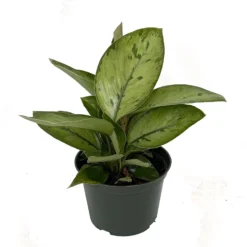 Selby Queen Of Hearts Plant - Homalomena - Collector's Series - 6" Pot