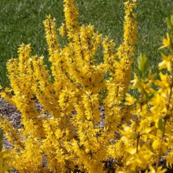 Show Off Starlet® Forsythia - Compact - Hardy - Proven Winners - 4" Pot