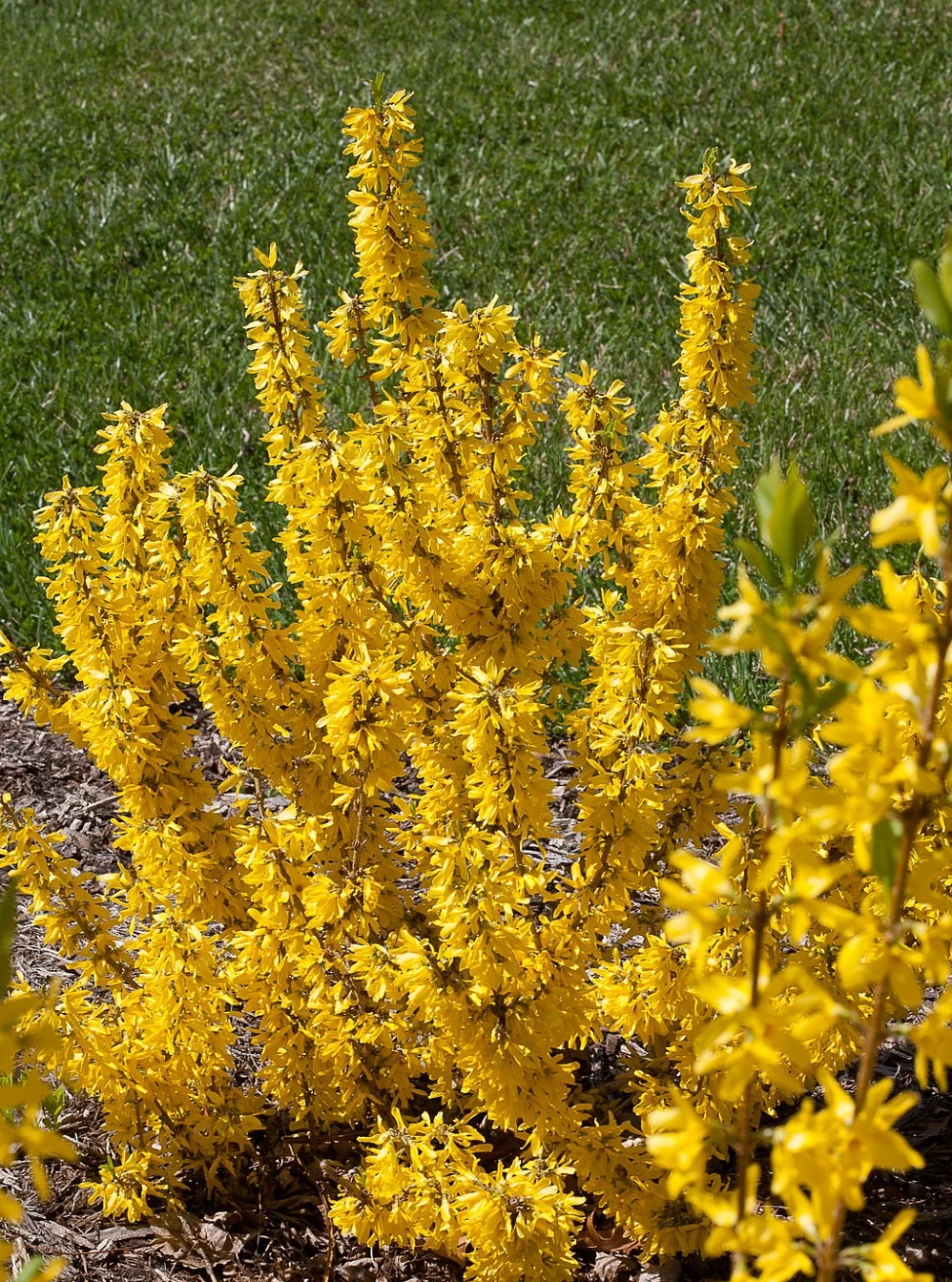 Show Off Starlet® Forsythia - Compact - Hardy - Proven Winners - 4" Pot 1 Show Off Starlet® Forsythia - Compact - Hardy - Proven Winners - 4" Pot