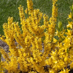 Show Off Sugar Baby® Forsythia 'Ninbus' PPAF - Compact - 4" Pot - Proven Winners