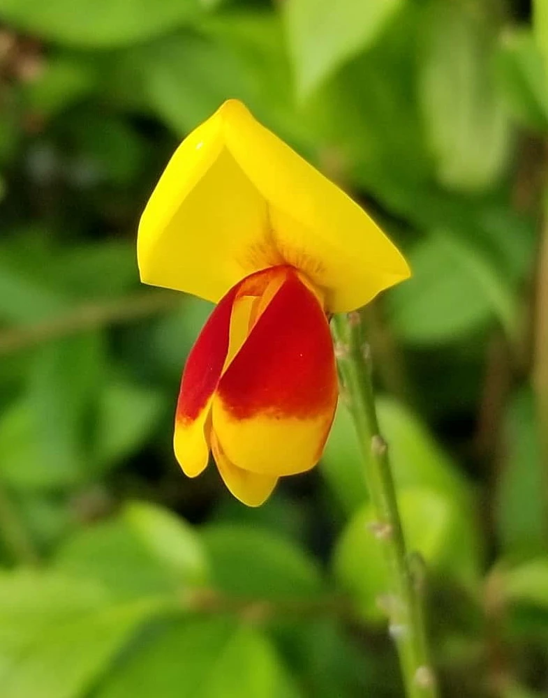 Sister Disco® Scotch Broom - 4" Pot - Cytisus - Proven Winners 1 Sister Disco® Scotch Broom - 4" Pot - Cytisus - Proven Winners