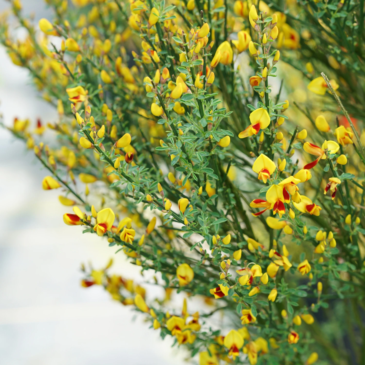 Sister Disco® Scotch Broom - 4" Pot - Cytisus - Proven Winners 2 Sister Disco® Scotch Broom - 4" Pot - Cytisus - Proven Winners - Image 2